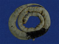 黃唇青斑海蛇藏品圖，第1張